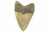 Fossil Megalodon Tooth - North Carolina #236875-1